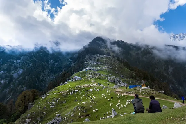 Sheep grazing on the Triund meadow above Dharamshala
